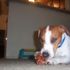 OPIe chew PErrIn