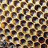 Musicians Hive