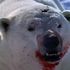 Mr. Polar Bear