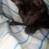 Ziggy Purrs