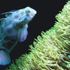 Saltwater Solutions