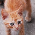 George Kitten