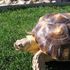 Bosworth The Turtle