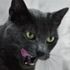 Gato Negro