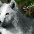 Stride Maddox