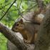 Squirrel McNibbles