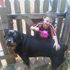 Landon Elrod