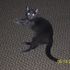 Kitty Kitty