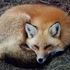 Renard Renard