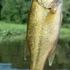 Fordie Fish