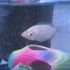 Leopold Butters