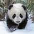 Pandasrock Sow