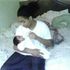 CApo R