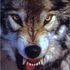 Don Wolf