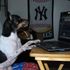 Jeter Dog