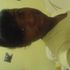 Kimyra Lattimore