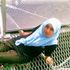 Wan Farehah
