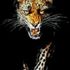 Krewl Leopard