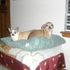 Pawco Rocky