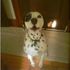 Bugsy Magoo