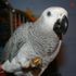 Binky Thebird