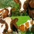 moo_moo_2