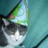 emo cat
