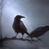 Raven Shadows
