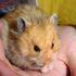 Hamster