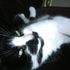 Rosco The Cat