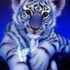 Tiger Jacket