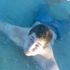 Chris Thompson
