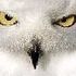 Paul White Owl