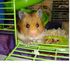 Eddie Hamster