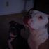 Peaches & Patton Puppy