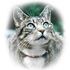 siara kittycat