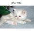 Snow White