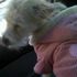 Libby Lou Dauben