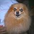 cody thedog