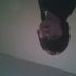 Brandon Felician