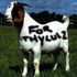 ForThyLulz