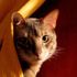 Aurin Catman