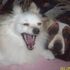 Fluffy(animal contest) Flufernutter