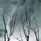 Sickletree