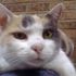 Mushka Lawless