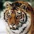 tigre tigre