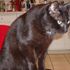 tino Cat
