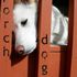 Porch Dogs