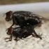 January Flies