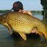 Carp King
